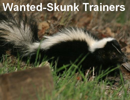 Skunks- thank you for eating the grubs in my lawn